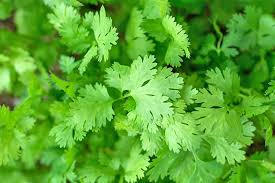 Coriander Leaves - Dhania Patti, 100 g