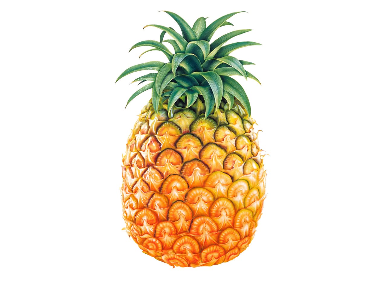 Pineapple,1Pc (only season)