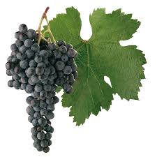 Black Grapes (only season)