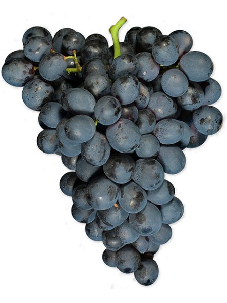 Black Grapes (only season)