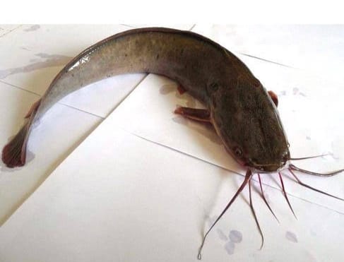 Magur fish, 1 Kg