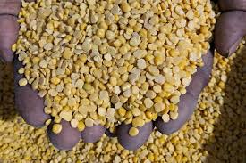 Khesari Daal , 500 g